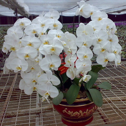 常州花卉租賃養(yǎng)護(hù)的相關(guān)知識(shí)